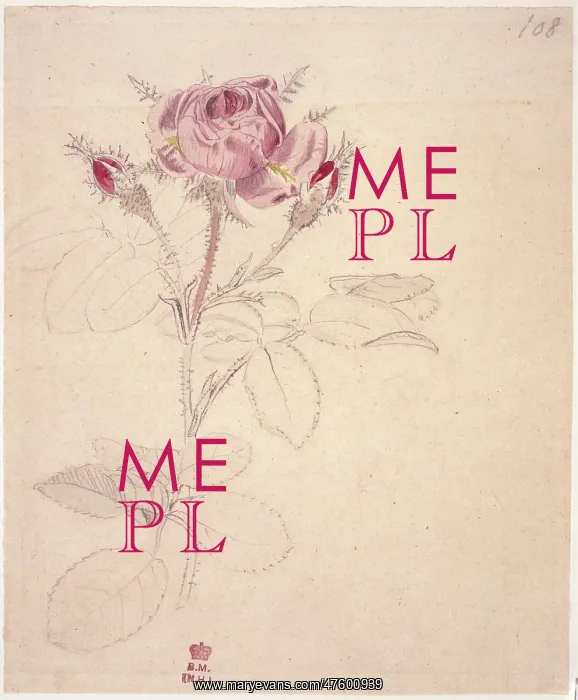 : Rosa centifolia, moss rose : Rosa centifolia, moss rose