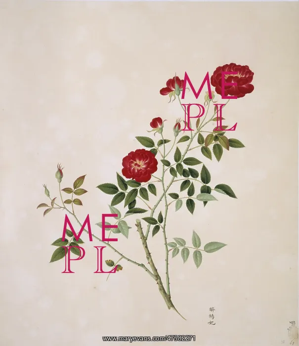 : Rosa cf. chinensis, china rose : Rosa cf. chinensis, china rose