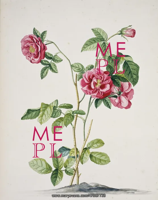 : Rosa cf. damascena, damask rose : Rosa cf. damascena, damask rose