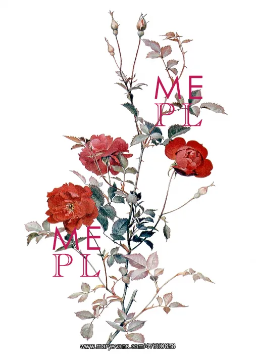  : Rosa chinensis semperflorens: Koehne