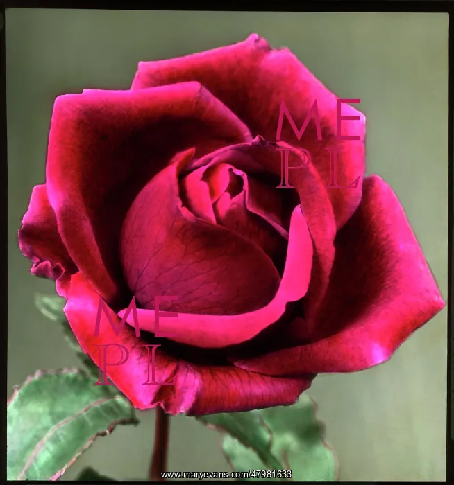 : Rosa Courtney Page : Rosa Courtney Page