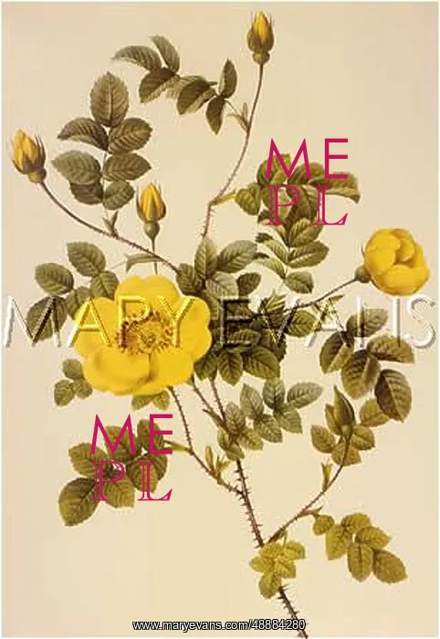  : ROSA EGLANTERIA LUTEOLA