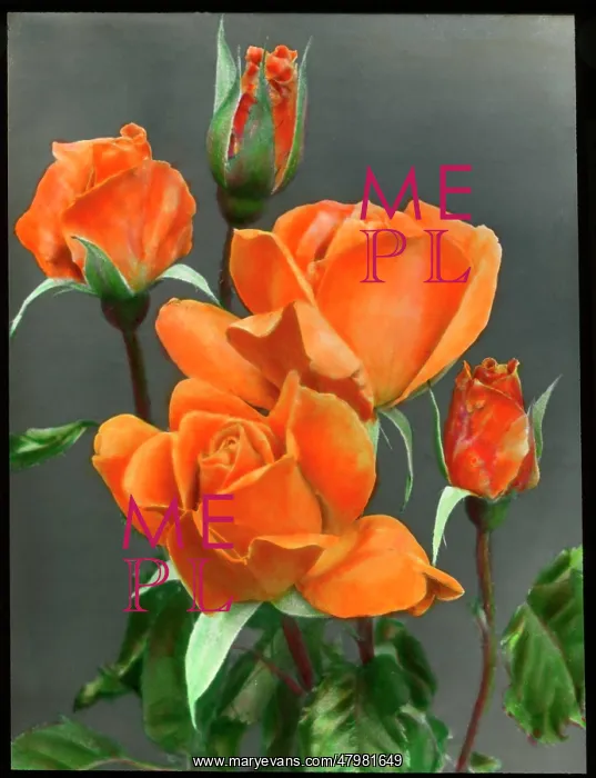 : Rosa Emma Wright : Rosa Emma Wright