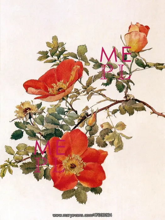  : Rosa foetida