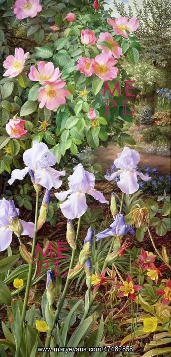 : Rosa Gallica Complicata with Irises : Rosa Gallica Complicata with Irises