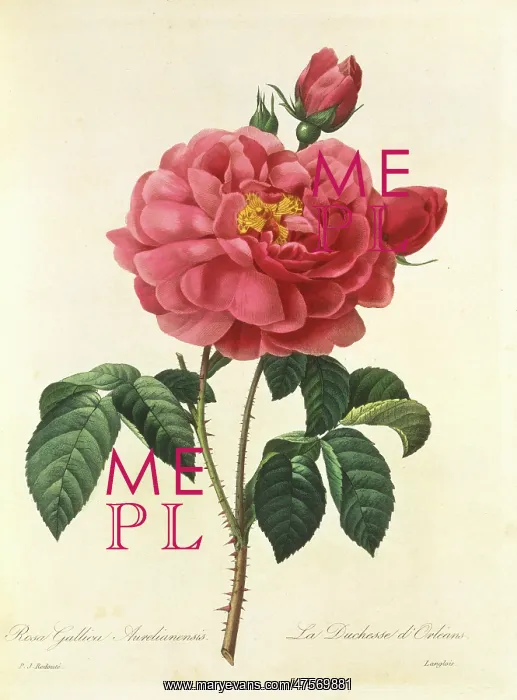: Rosa gallica, red rose : Rosa gallica, red rose