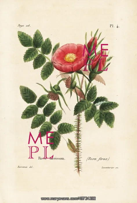 : Rosa horrida : Rosa horrida
