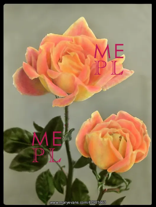 : Rosa Independence Day : Rosa Independence Day