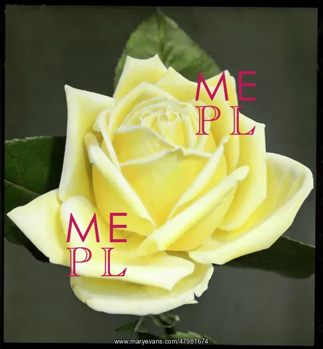: Rosa Marechal Niel : Rosa Marechal Niel