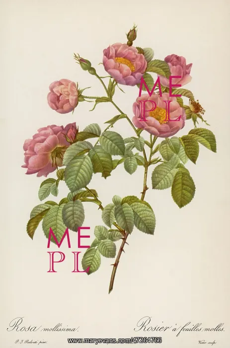  : ROSA MOLLISSIMA