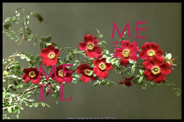 : Rosa Moyesii (Geranium Rose) : Rosa Moyesii (Geranium Rose)