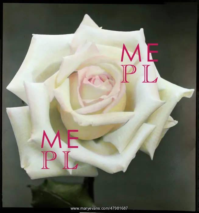 : Rosa Mrs Foley Hobbs : Rosa Mrs Foley Hobbs