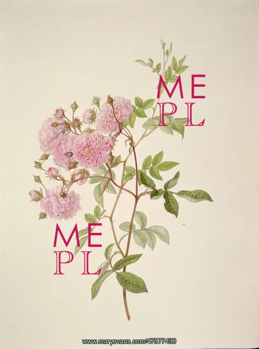 : Rosa multiflora, baby rose : Rosa multiflora, baby rose