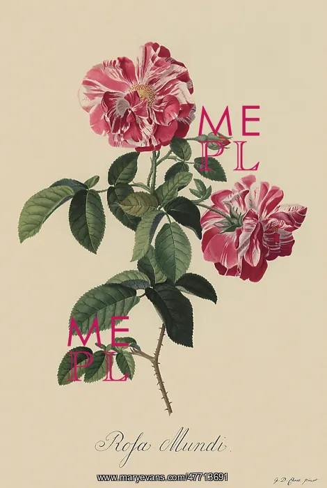  : Rosa Mundi