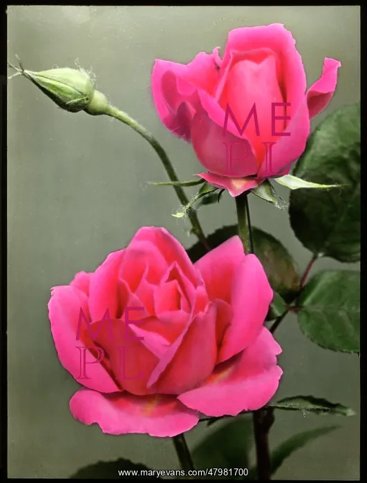 : Rosa Padre : Rosa Padre