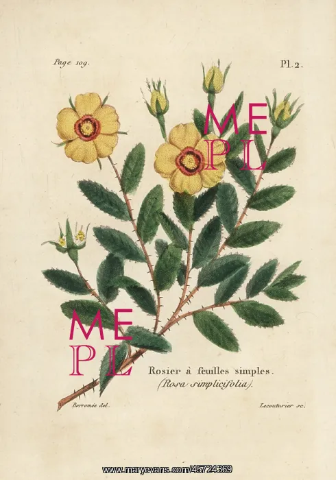 : Rosa persica : Rosa persica