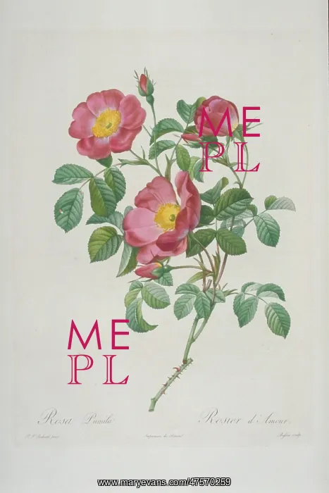 : Rosa pumila, rose of love : Rosa pumila, rose of love