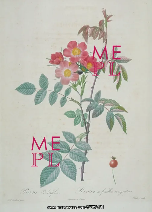: Rosa rubrifolia, red-leaved rose : Rosa rubrifolia, red-leaved rose