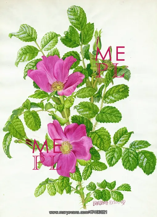  : Rosa Rugosa
