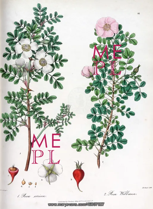 : Rosa sericea and Rosa webbiana : Rosa sericea and Rosa webbiana