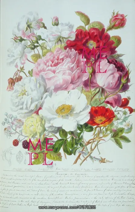 : Rosa sp. rose : Rosa sp. rose