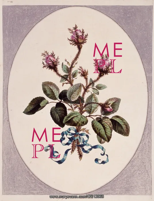 : Rosa sp. rose : Rosa sp. rose