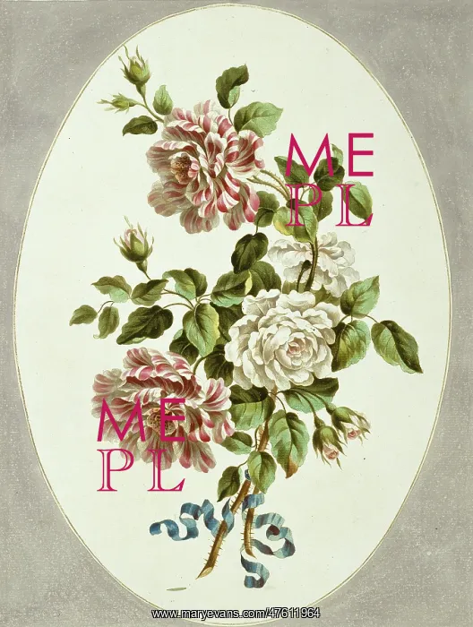 : Rosa sp. white and striped roses : Rosa sp. white and striped roses