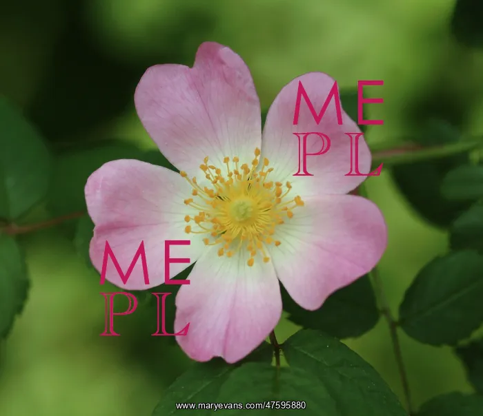 : Rosa sp. wild rose : Rosa sp. wild rose