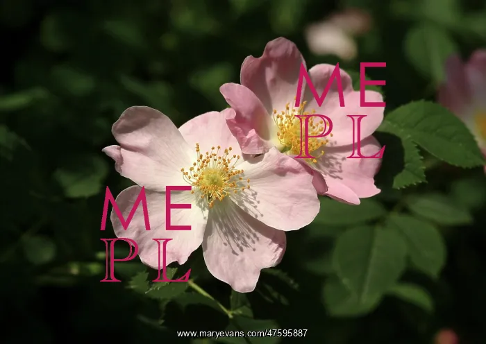 : Rosa sp. wild rose : Rosa sp. wild rose