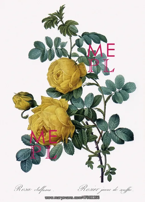: Rosa Sulfurea : Rosa Sulfurea