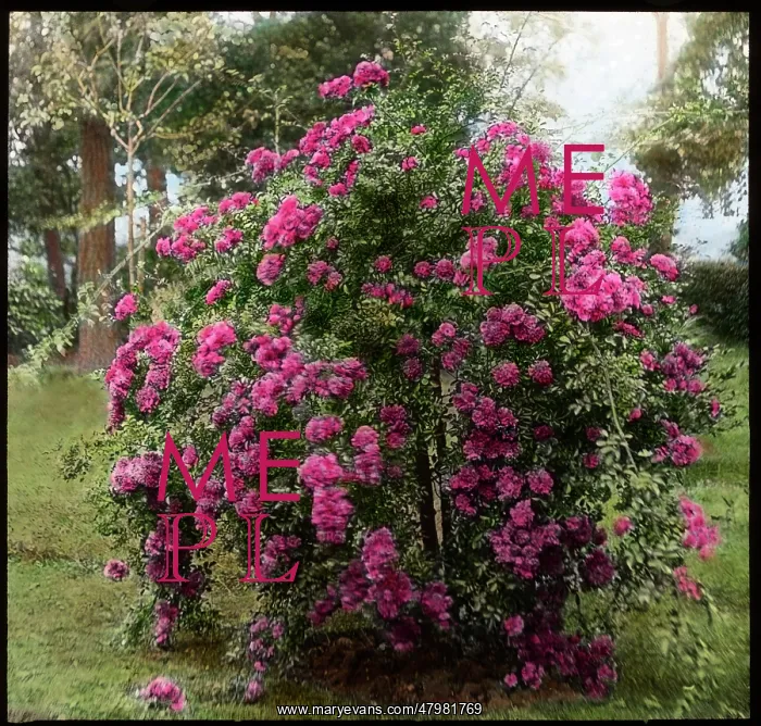 : Rosa Weeping Excelsa : Rosa Weeping Excelsa