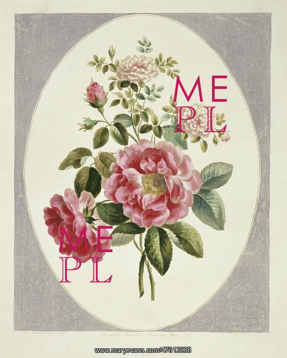 : Rosa x damascena, damask rose : Rosa x damascena, damask rose