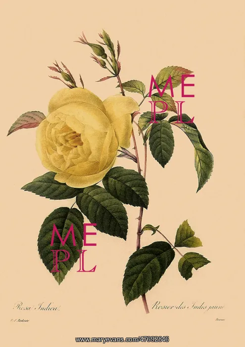  : Rosa x odorata; Sulphurea