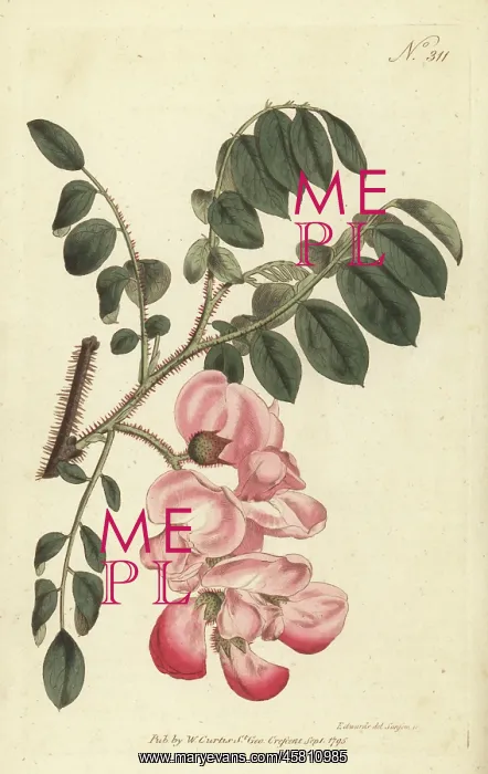 : Rose acacia, Robinia hispida : Rose acacia, Robinia hispida