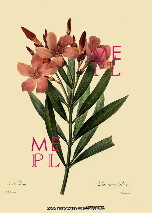  : Rose Bay or Nerium Oleander