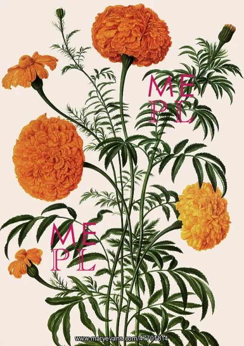  : Rose Botanical
