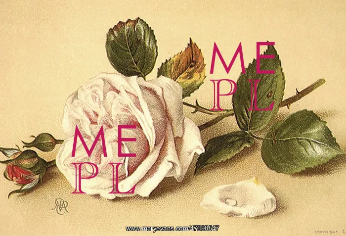  : Rose, Buds, and Petal