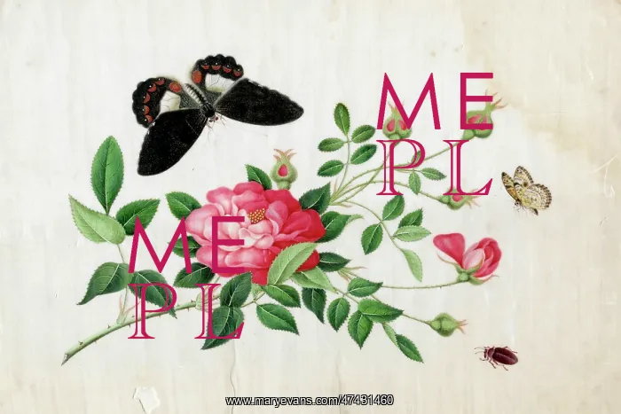  : Rose, Two Butterflies and a Beetle