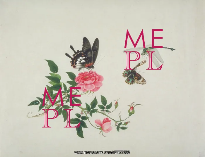 : Rose with butterfly and dragonfly : Rose with butterfly and dragonfly