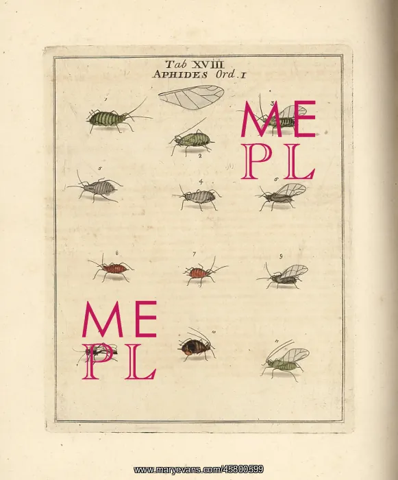 : Rose, cabbage, mallow and pea aphids : Rose, cabbage, mallow and pea aphids
