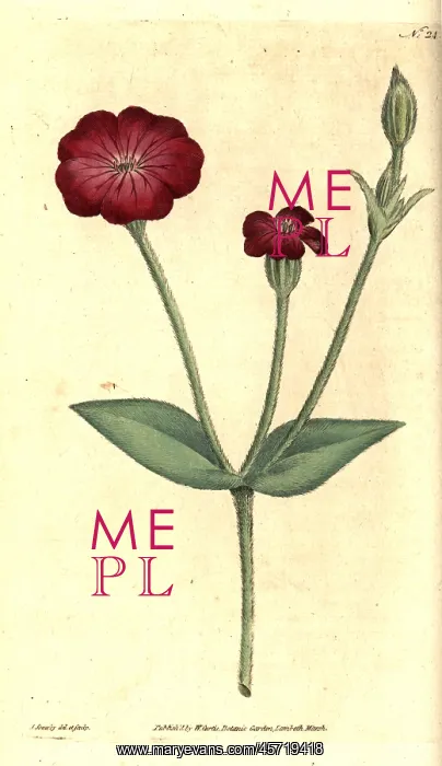 : Rose campion, Silene coronaria : Rose campion, Silene coronaria