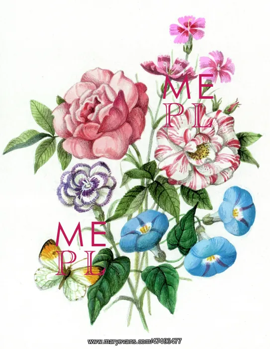 : Rose, carnations, pinks and morning glory : Rose, carnations, pinks and morning glory