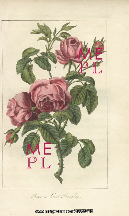 : Rose a cent feuilles, Rosa centifolia : Rose a cent feuilles, Rosa centifolia