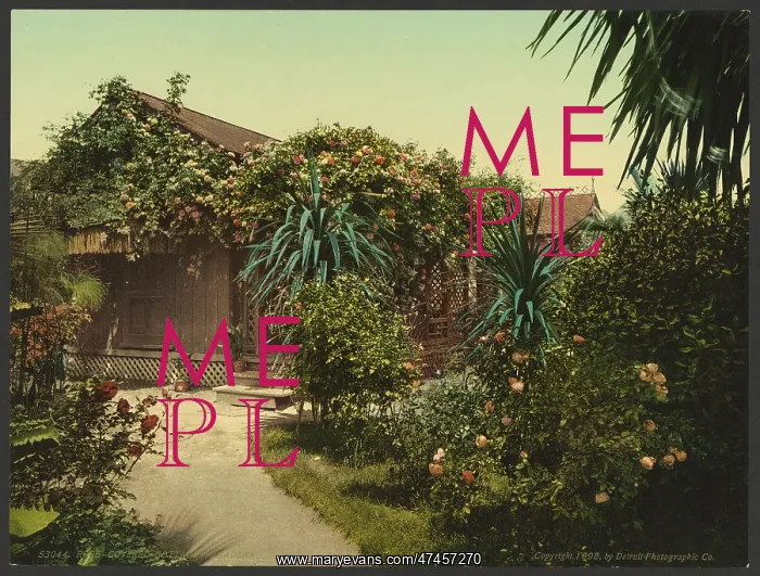 : Rose-covered cottage, Pasadena : Rose-covered cottage, Pasadena