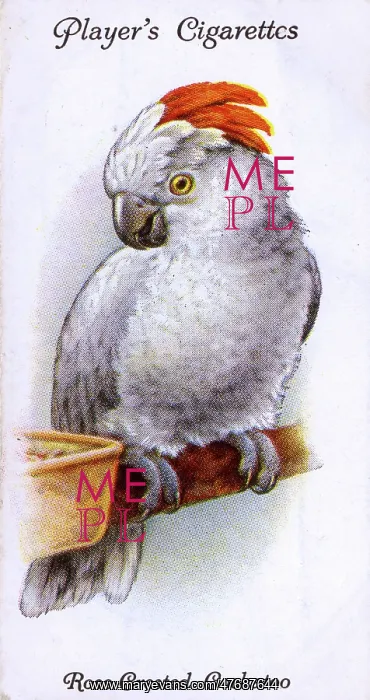  : Rose-Crested Cockatoo