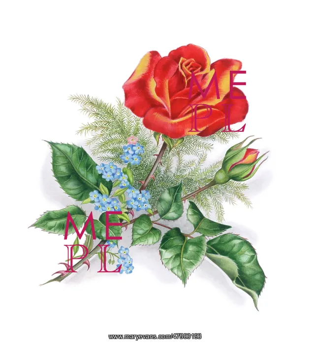  : Rose and forget-me-nots