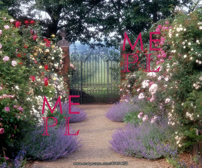 : Rose Garden and Gate : Rose Garden and Gate