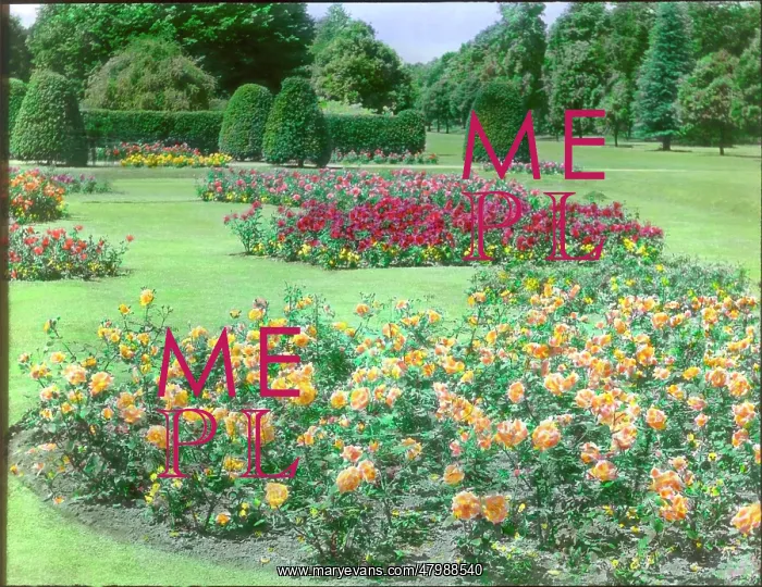 : Rose garden at Kew Gardens : Rose garden at Kew Gardens