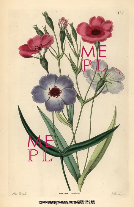 : Rose of heaven, Silene coeli-rosa : Rose of heaven, Silene coeli-rosa