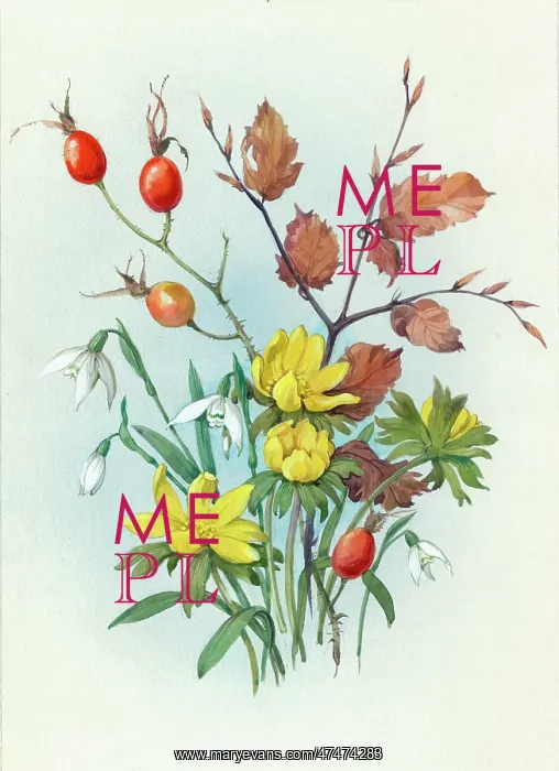  : Rose hips, aconites and snowdrops